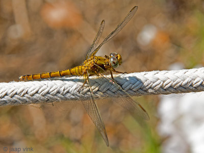 Keeled Skimmer - Beekoeverlibel - Orthetrum coerulescens