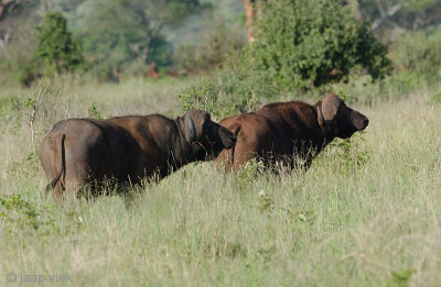 Cape Buffalo - Kaapse Buffel - Syncerus caffer