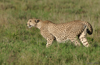 Cheetah - Jachtluipaard - Acinonyx jubatus