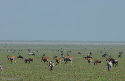 Eland Antelope - Elandantilope - Taurotragus oryx