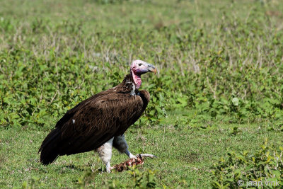 Lappet-faced Vulture - Oorgier - Torgos tracheliotos