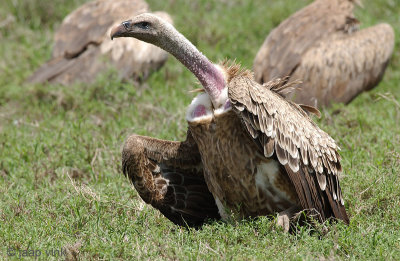 Rppell's Griffon Vulture - Rppells Gier - Gyps ruepellii