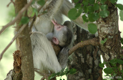 Vervet monkey - Groene Meerkat - Chlorocebus pygerythrus