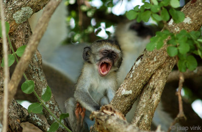 Vervet monkey - Groene Meerkat - Chlorocebus pygerythrus