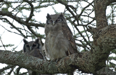 Verreaux's Eagle-owl - Verreaux' Oehoe - Bubo lacteus