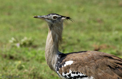 Kori Bustard - Koritrap - Ardeotis kori