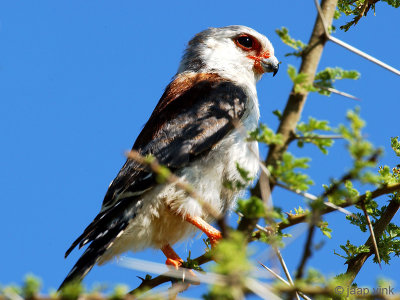 Pygmy Falcon - Afrikaanse Dwergvalk - Polihierax semitorquatus castanonotus