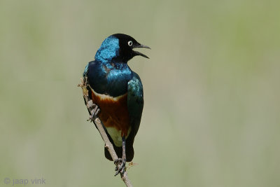 Superb Starling - Driekleurige Glansspreeuw - Lamprotornis superbus