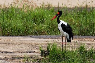 Saddle-billed Stork - Zadelbekooievaar - Ephippiorhynchus senegalensis