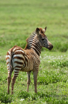 Plains Zebra - Steppezebra - Equus quagga