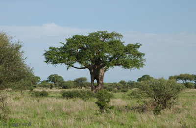 Baobab tree - Apenbroodboom - Adansonia spec.