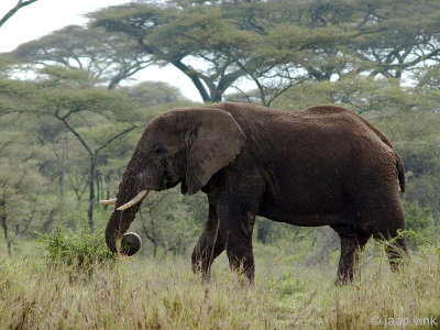 African Elephant - Afrikaanse Olifant - Loxodonta africana