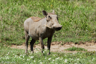 Warthog - Knobbelzwijn - Phacochoerus africanus