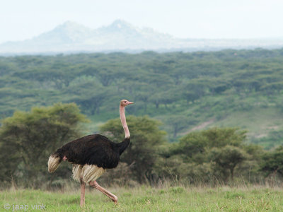 Ostrich - Struisvogel - Struthio camelus