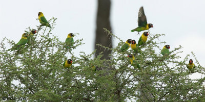 Yellow-collared Lovebird - Agapornis, personatus