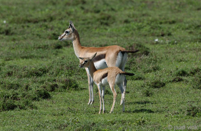 Thomson's Gazelle - Thomsongazelle - Eudorcas thomsonii