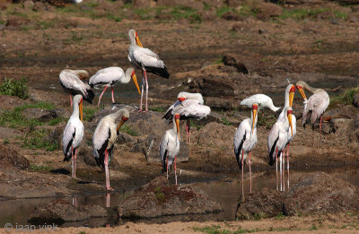 Yellow-billed Stork - Afrikaanse Nimmerzat - Mycteria ibis