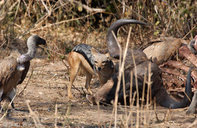 Black-backed Jackal - Zadeldekjakhals - Canis mesomelas