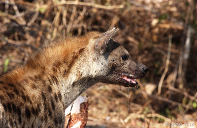 Spotted Hyena - Gevlekte Hyena - Crocuta crocuta