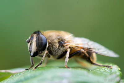 Drone Fly - Blinde Bij - Eristalis tenax