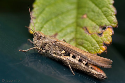 Common Field Grasshopper - Bruine Sprinkhaan - Chorthippus brunneus