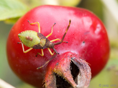 Box bug - Smalle Randwants - Gonocerus acuteangulatus