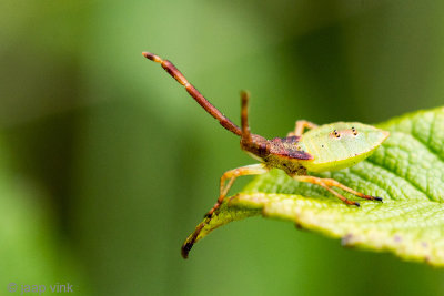 Box bug - Smalle Randwants - Gonocerus acuteangulatus