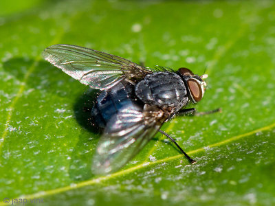 Calliphoridae - Roodwangbromvlieg - Calliphora vicina