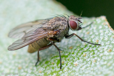 Muscidae - Helina spec