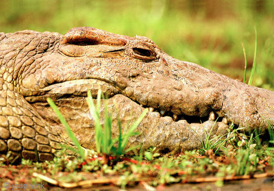 Nile Crocodile - Nijlkrokodil - Crocodylus niloticus