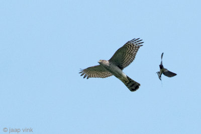 Eurasian Sparrowhawk - Sperwer - Accipiter nisus