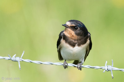 Barn Swallow - Boerenzwaluw - Hirundo rustica