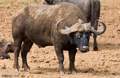 Cape Buffalo - Kaapse Buffel - Syncerus caffer