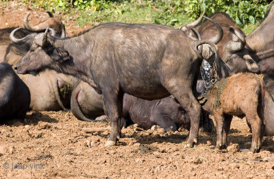 Cape Buffalo - Kaapse Buffel - Syncerus caffer