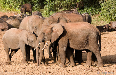 African Elephant - Afrikaanse Olifant - Loxodonta africana