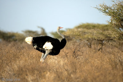 Somali Ostrich -  Somalische Struisvogel - Struthio molybdophanes