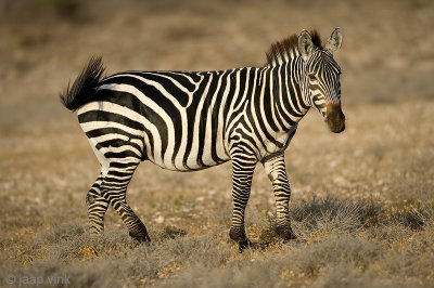 Plains Zebra - Steppezebra -Equus quagga