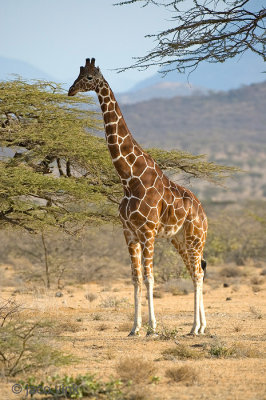 Giraffe - Giraf - Giraffa camelopardalis