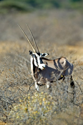 East African Oryx - Oost-Afrikaanse Spiesbok - Oryx beisa