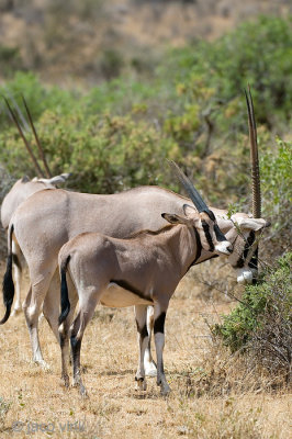 East African Oryx - Oost-Afrikaanse Spiesbok - Oryx beisa