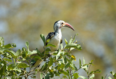 Red-billed Hornbill - Roodsnaveltok - Tockus erythrorhynchus