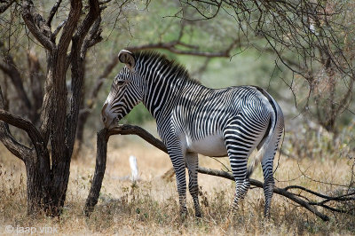 Grevy's Zebra - Grvyzebra - Equus grevyi