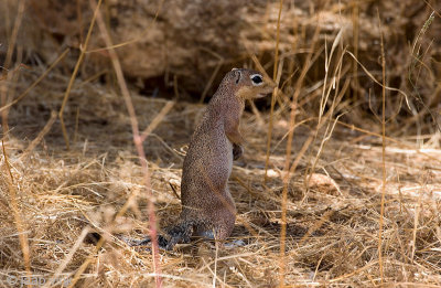 Unstriped Ground Squirrel - Ongestreepte Grondeekhoorn - Xerus rutilus
