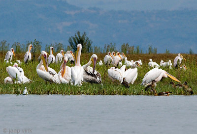 Great White Pelican - Roze Pelikaan - Pelecanus onocrotalus