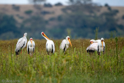 Yellow-billed Stork - Afrikaanse Nimmerzat - Mycteria ibis