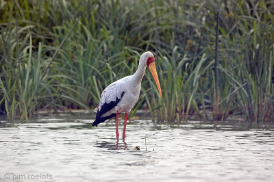 Yellow-billed Stork - Afrikaanse Nimmerzat - Mycteria ibisw