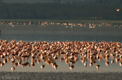 Lesser Flamingo - Kleine Flamingo - Phoeniconaias minor