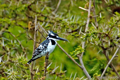 Pied Kingfisher - Bonte IJsvogel - Ceryle rudis