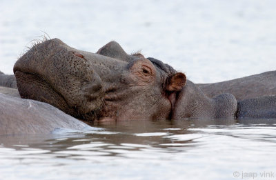 Hippopotamus - Nijlpaard - Hippopotamus amphibius