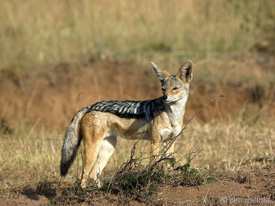 Black-backed Jackal - Zadeldekjakhals - Canis mesomelas